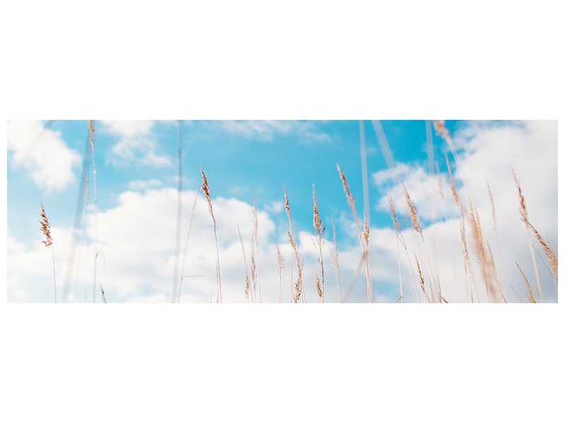 panoramic-canvas-print-blades-of-grass-in-the-sky