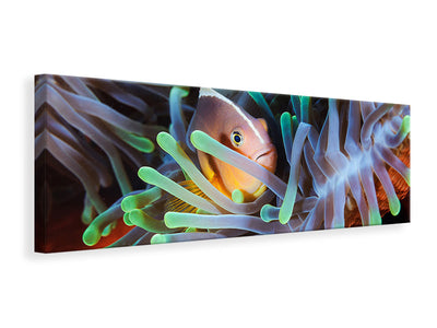 panoramic-canvas-print-clownfish