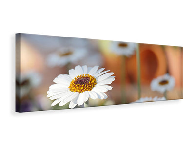 panoramic-canvas-print-daisies-xl