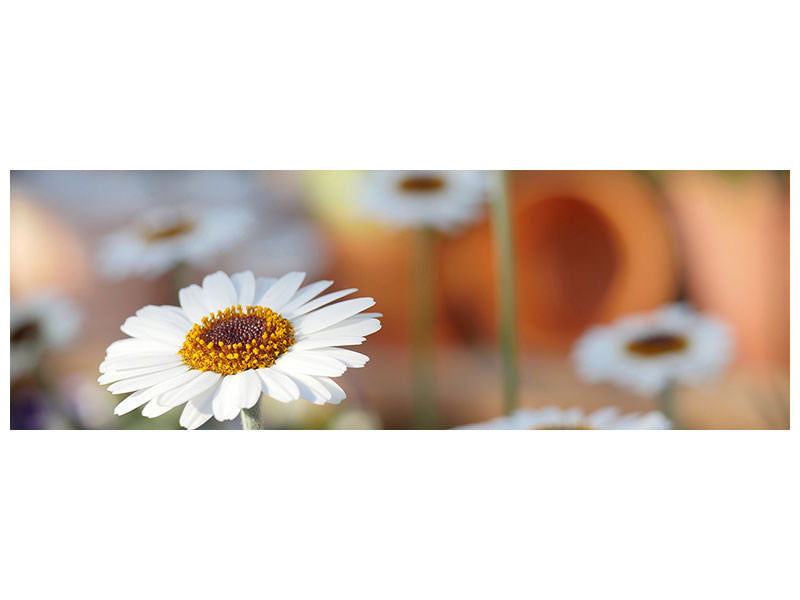 panoramic-canvas-print-daisies-xl