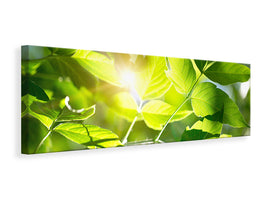 panoramic-canvas-print-go-green