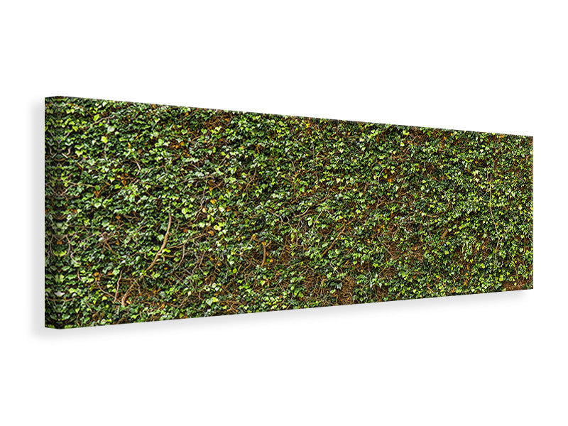 panoramic-canvas-print-green-ivy-leaves-wall