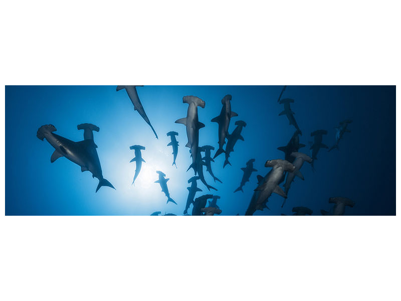 panoramic-canvas-print-hammerhead-shark-underwater-photography