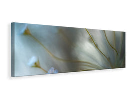 panoramic-canvas-print-jasmine