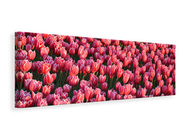 panoramic-canvas-print-lush-tulip-field