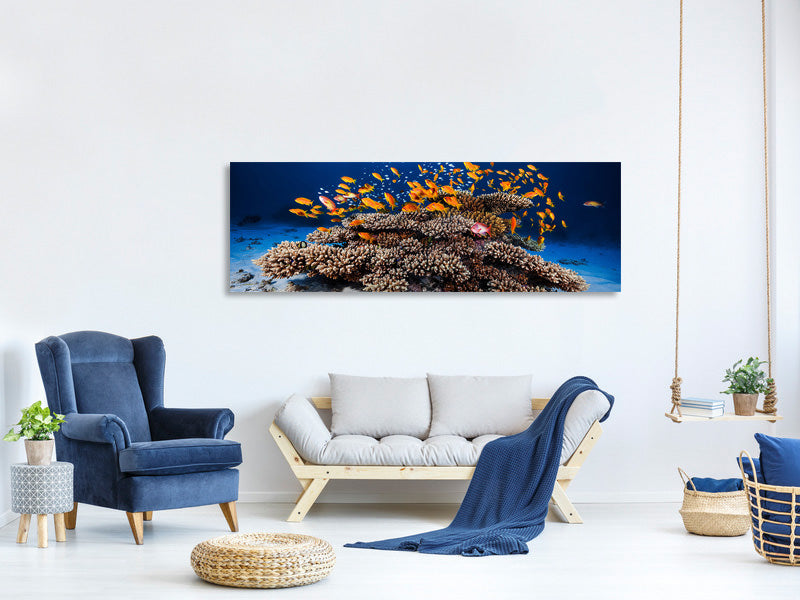 panoramic-canvas-print-marine-life