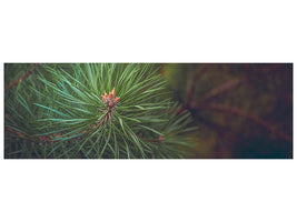 panoramic-canvas-print-pine-tree-close-up