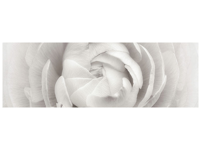 panoramic-canvas-print-ranunculus