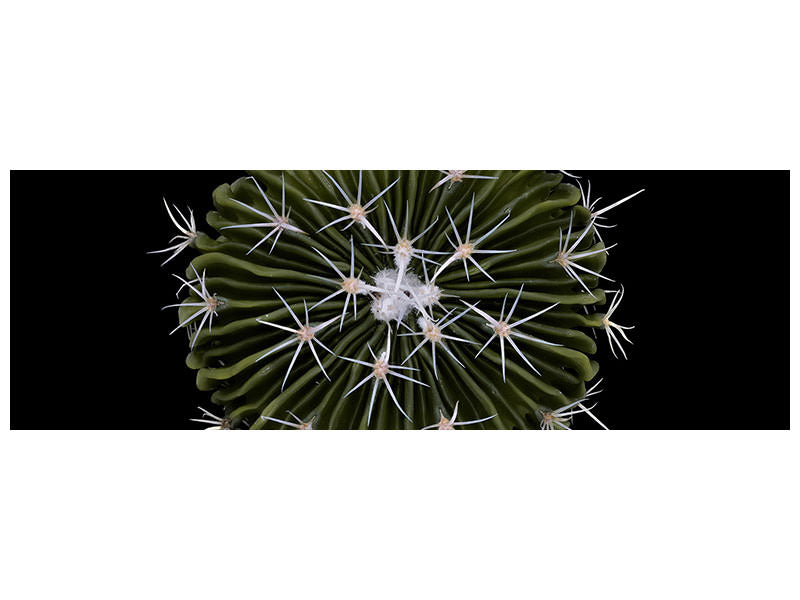 panoramic-canvas-print-stenocactus